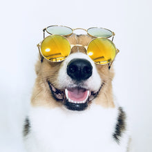 Load image into Gallery viewer, Fashion Dog Glasses Eyewear Sunglasses For Cats Small Large Dogs