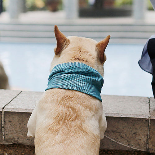 Dog Bandana for  Small Dogs